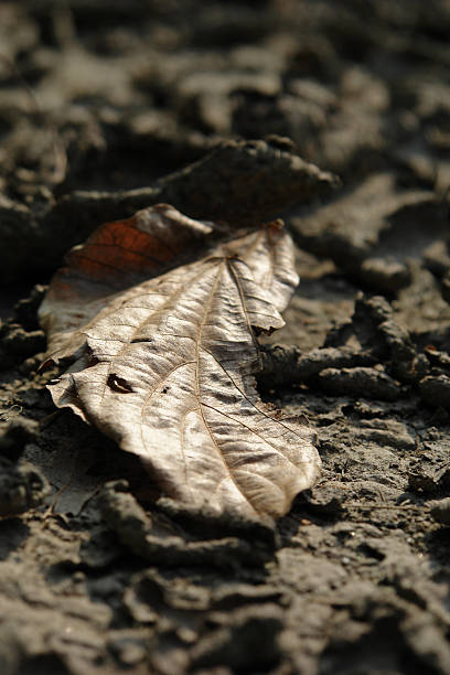 Autumn Leaf stock photo