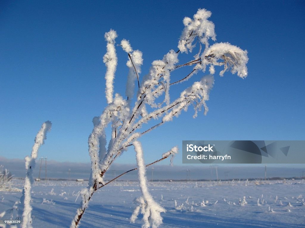 "hiver détail" - Photo de Arctique libre de droits