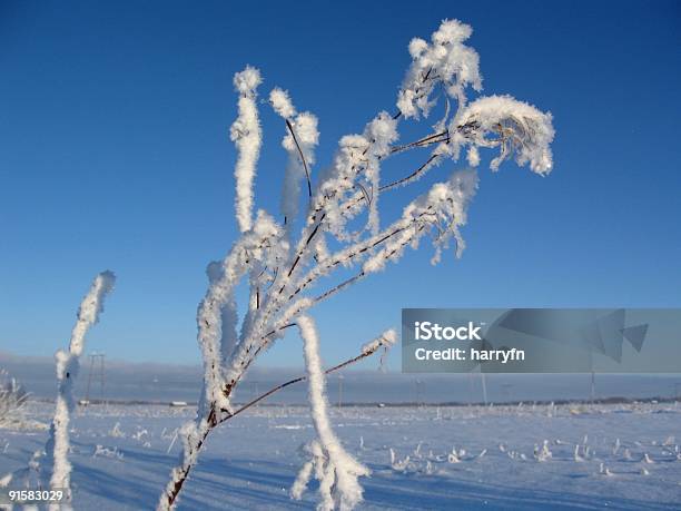 Photo libre de droit de Hiver Détail banque d'images et plus d'images libres de droit de Arctique - Arctique, Beauté de la nature, Blanc