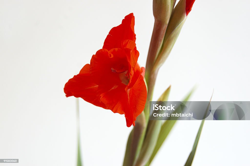 Rouge Glaïeul - Photo de Arbre en fleurs libre de droits