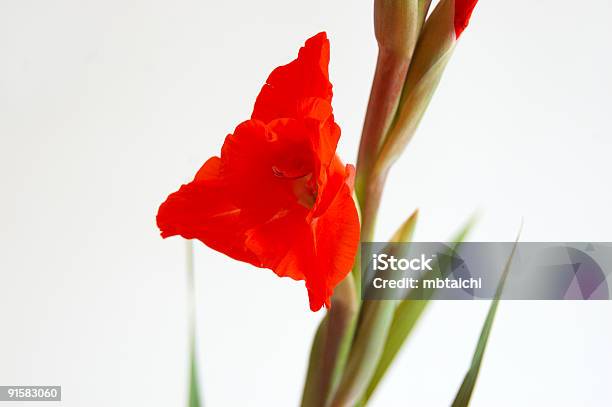 Foto de Red Gladíolo e mais fotos de stock de Beleza natural - Natureza - Beleza natural - Natureza, Branco, Figura para recortar