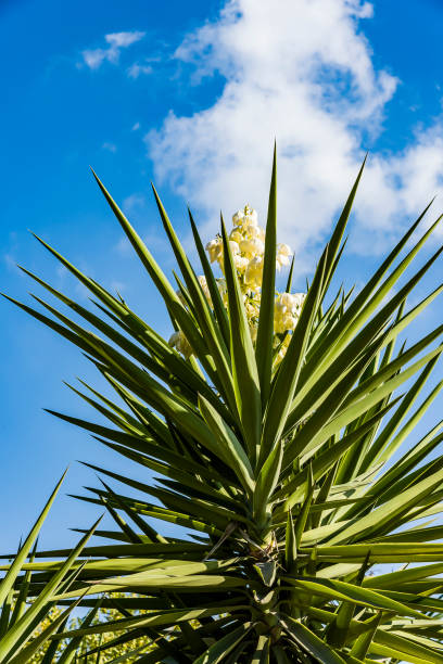 istock Spanish bayonet tree Latin name Yucca aloifolia flowers 915830696