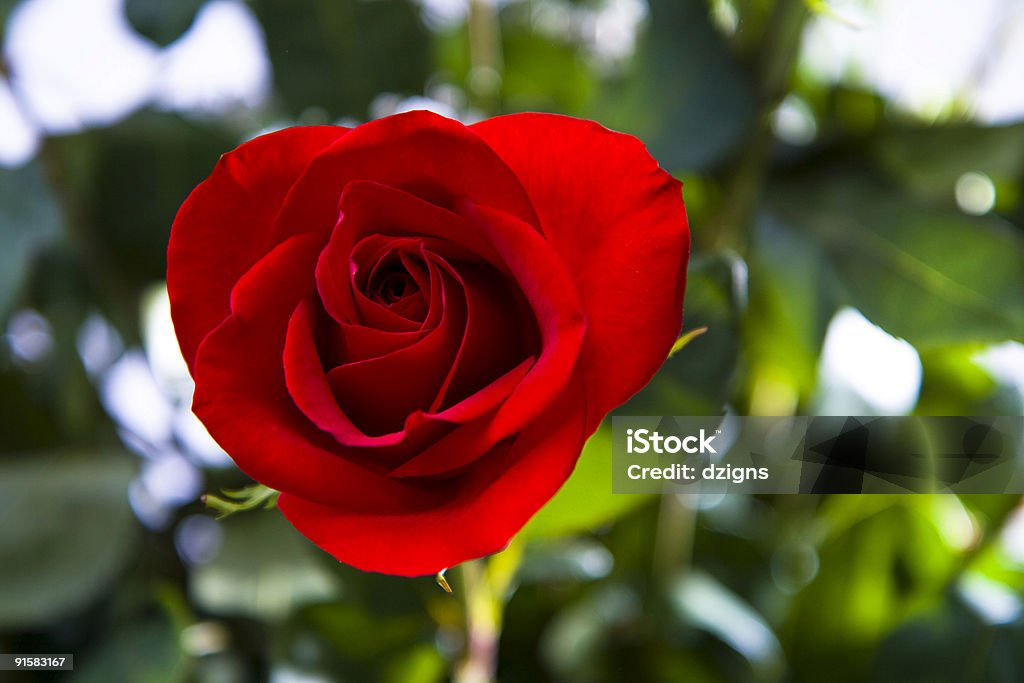 Rote Rose - Lizenzfrei Einzelne Blume Stock-Foto