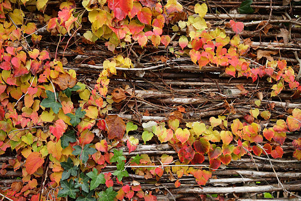 Autumn Poison Ivy stock photo