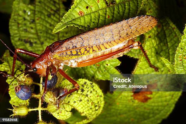 Bush Cricket Nutrizione Con Bacche Nella Foresta Pluviale - Fotografie stock e altre immagini di Ambientazione esterna