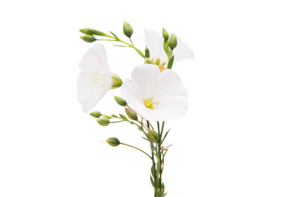 istock white flax flowers isolated 915834684