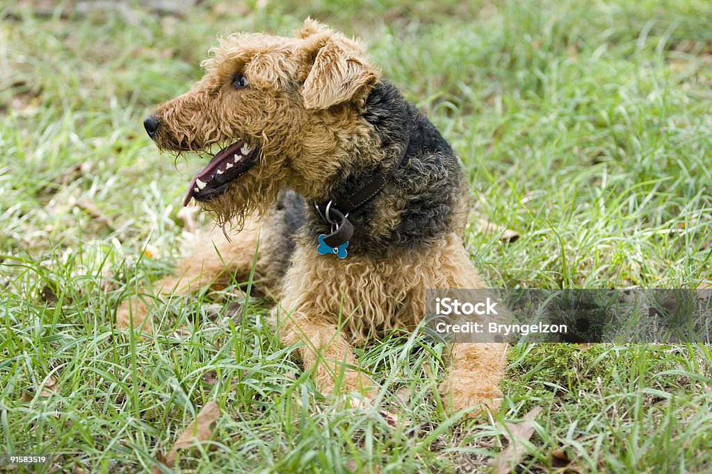 Perfil de perro al aire libre - Foto de stock de Acostado libre de derechos