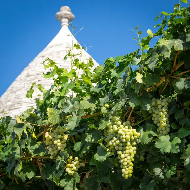 Detail of the roof of a typical trullo with grapevine in Alberobello (Italy). Square format.