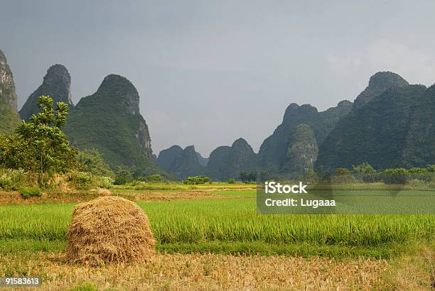 Photo libre de droit de Champ De Riz banque d'images et plus d'images libres de droit de Agriculture - Agriculture, Aiguille rocheuse, Asie