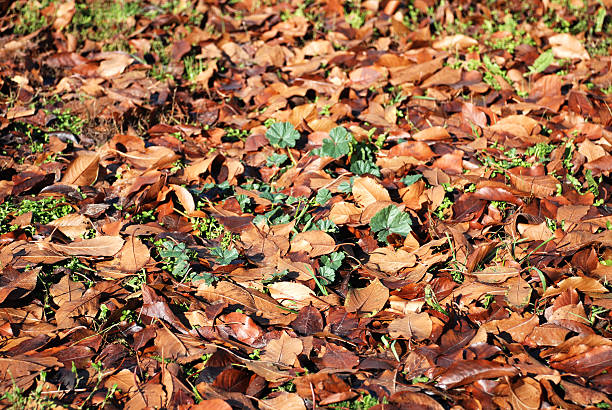 istock leaves on the ground at autumn 91583743
