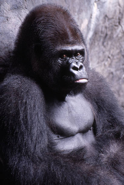look of the Gorilla stock photo