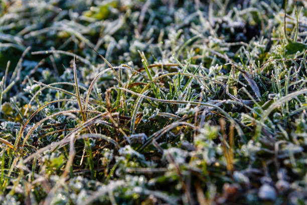 istock Grass covered with a hoarfrost on autumn 915839810