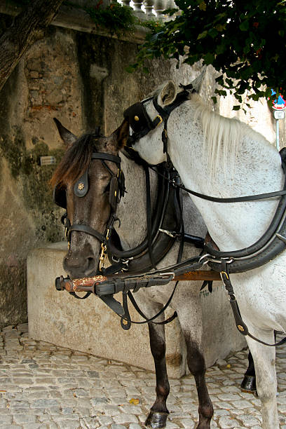 istock Two Hosres in Sintra 91584141