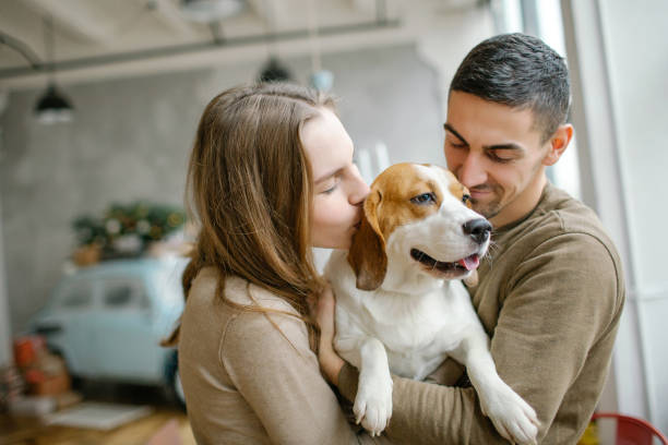Young couple of caucasian male and female with beagle in dining room stock photo