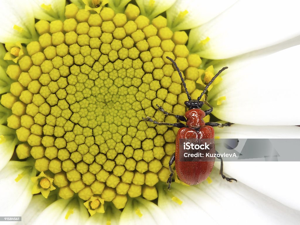bug di rosso sulle piccole sole - Foto stock royalty-free di Aiuola