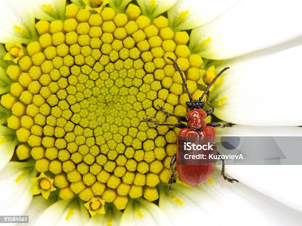 Bug Di Rosso Sulle Piccole Sole - Fotografie stock e altre immagini di Aiuola - Aiuola, Ala di animale, Animale