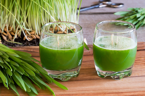 Two glasses of barley grass juice with freshly grown barley grass in the background