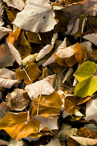 istock Autumn leaves laying on ground 91584795
