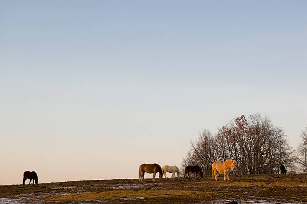 istock Winter Landscape with Horses 91584893