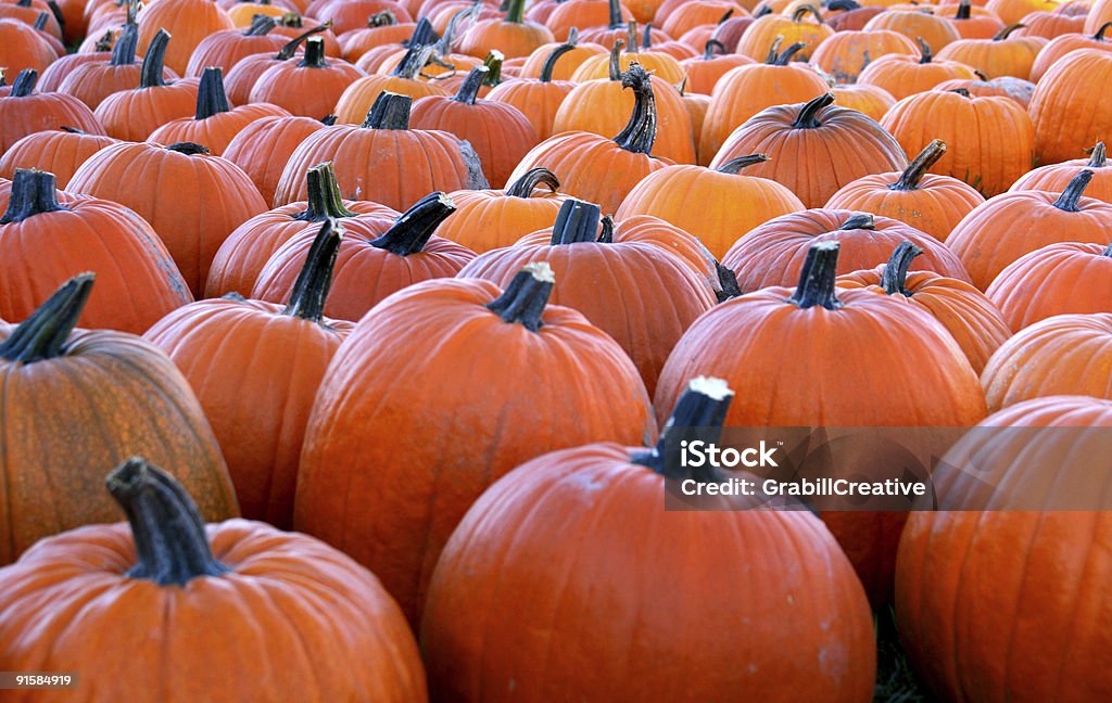 Pumpkins Forever: Orange at the Pumpkin Patch  Agricultural Field Stock Photo