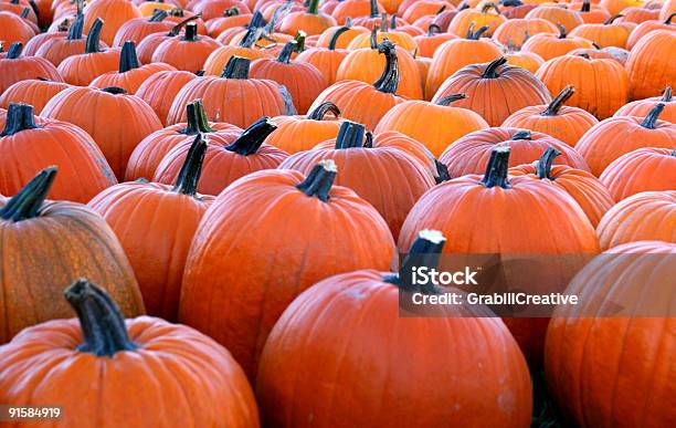 Pumpkins Forever Orange At The Pumpkin Patch Stock Photo - Download Image Now - Agricultural Field, Agriculture, Autumn