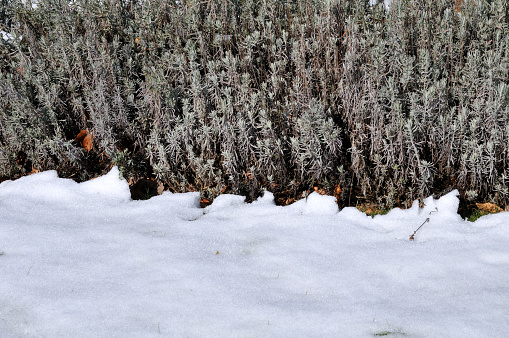 dry lavender in winter with snow-covered meadow in front of it