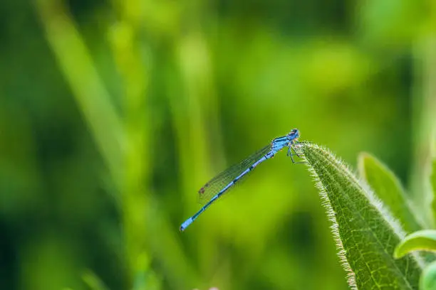 Anamorphic blue dragonfly Arrow Southern (Coenagrion mercuriale). Blue Damselfly Coenagrionidae insect on a green herb leaf. Natural background with selective focus.