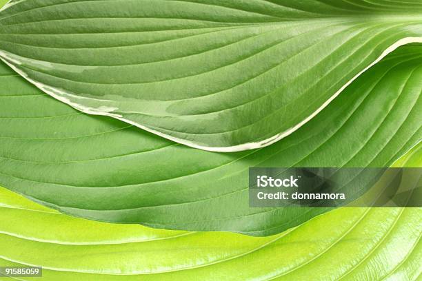 Padrão Abstrato De Folhas Tropicais Detalhadas - Fotografias de stock e mais imagens de Abstrato - Abstrato, Beleza, Botânica - Ciência de plantas