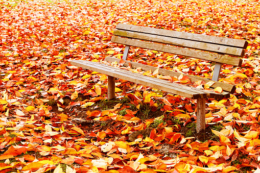 A park bench is covered in autumn leaves..To see some of my personal favorites,  please visit my lightbox.
