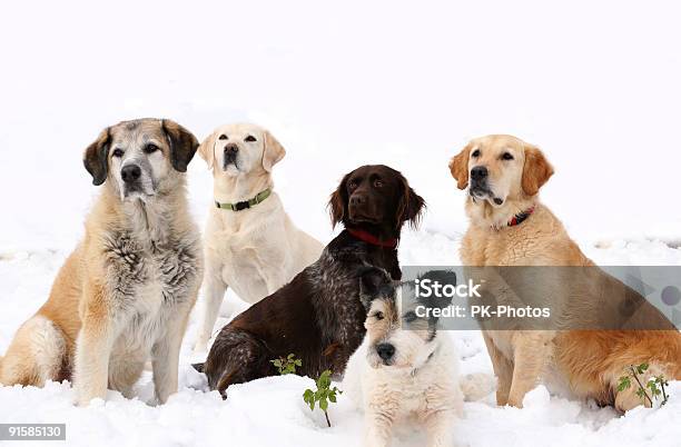 Photo libre de droit de Chien École banque d'images et plus d'images libres de droit de Chien croisé - Chien croisé, Hiver, Amitié