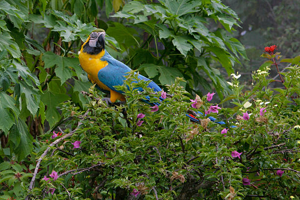 Parot Pictures | Download Free Images on Unsplash