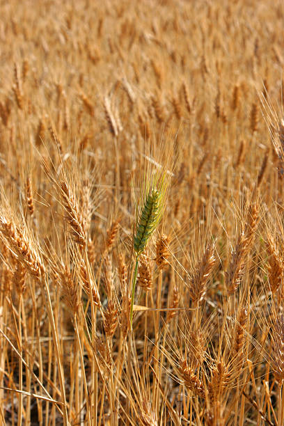 istock Lone Green Stalk 91585386