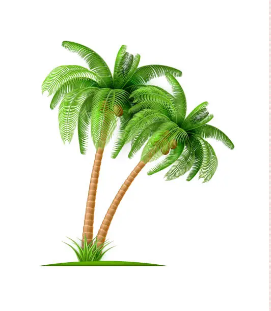 Vector illustration of Realistic palm tree with coconuts Vector 3d exotic