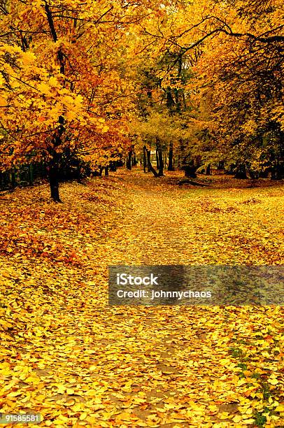 Foto de Outono No Parque e mais fotos de stock de Alto - Descrição Geral - Alto - Descrição Geral, Amarelo, Arbusto