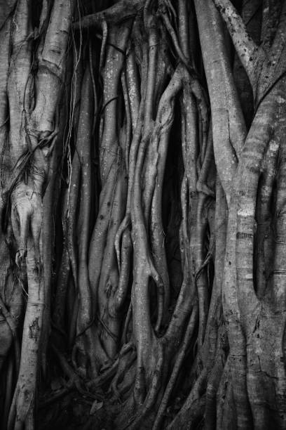 istock ficus magnolioide - historical giant tree in Sri Lanka 915857276