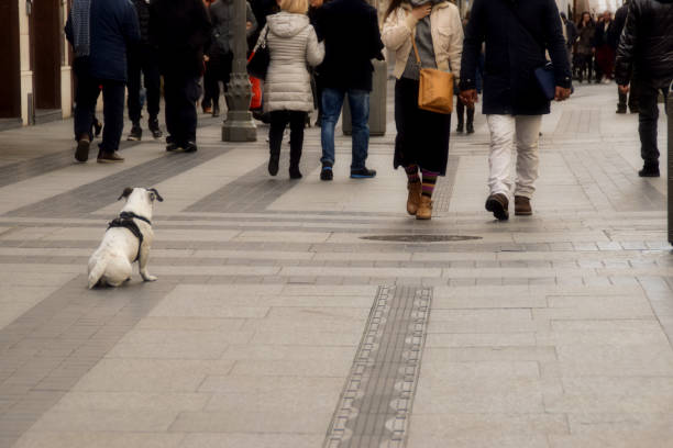 istock dog among the people 915860904