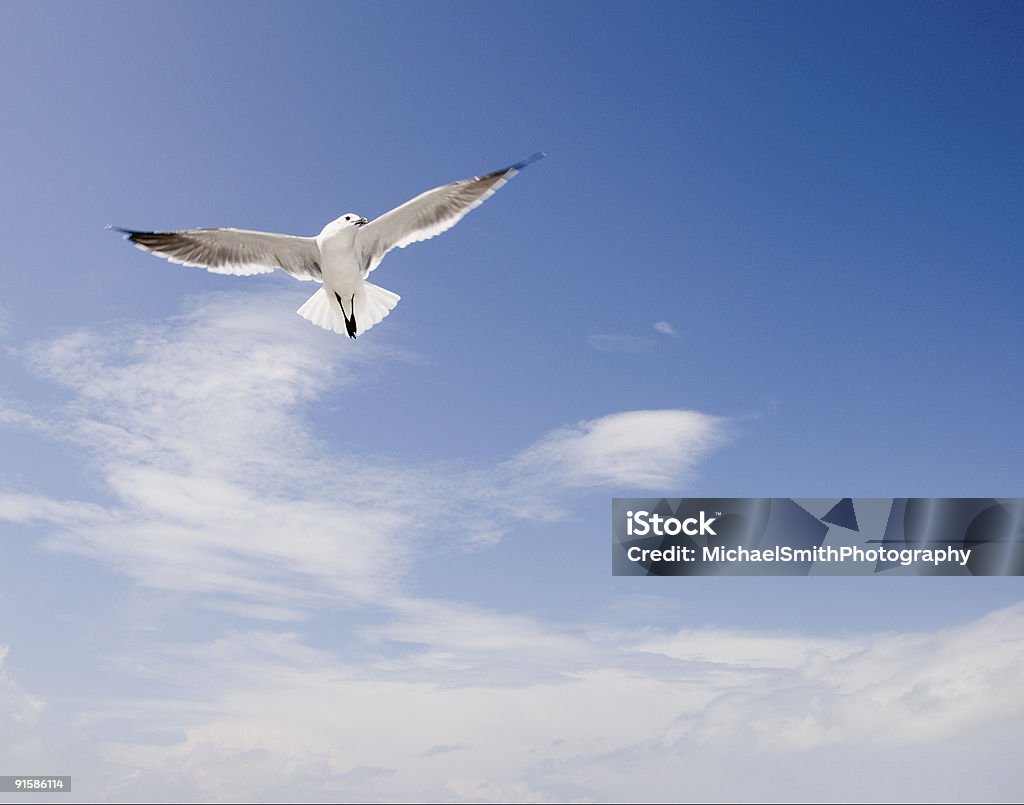 Seagull のフライト - カモメ科のロイヤリティフリーストックフォト