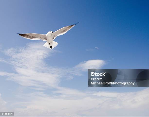 Seagull のフライト - カモメ科のストックフォトや画像を多数ご用意 - カモメ科, カラー画像, グライディング