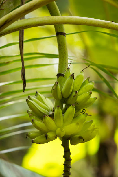 bananas bananas growing on a tree banana tree stock pictures, royalty-free photos & images