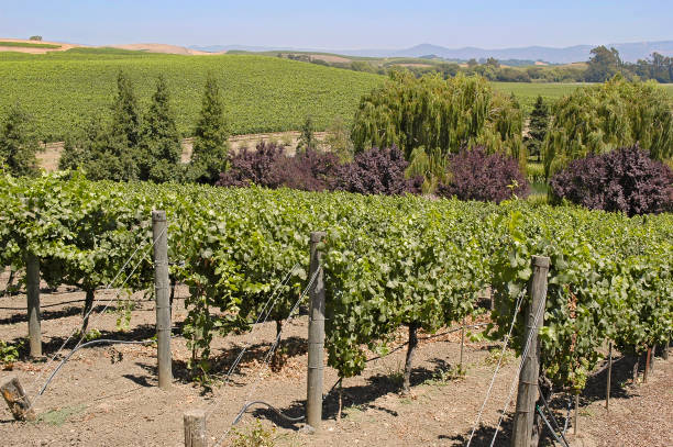 istock Wine Grapes in Vineyard 915861592
