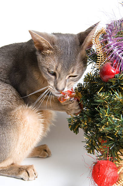 istock The cat meets New Year 91586204