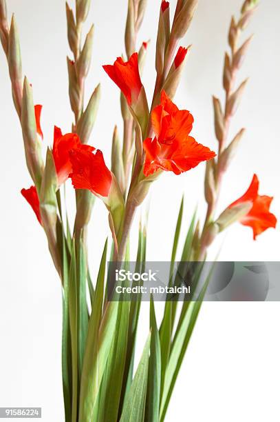 레드 글라디올러스 글라디올러스에 대한 스톡 사진 및 기타 이미지 - 글라디올러스, 꽃-식물, 꽃무늬