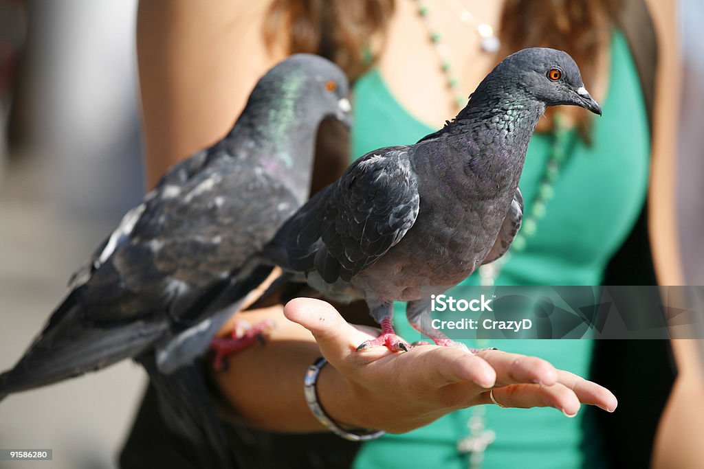 Touristes avec les pigeons Venise. - Photo de Colombe - Oiseau libre de droits