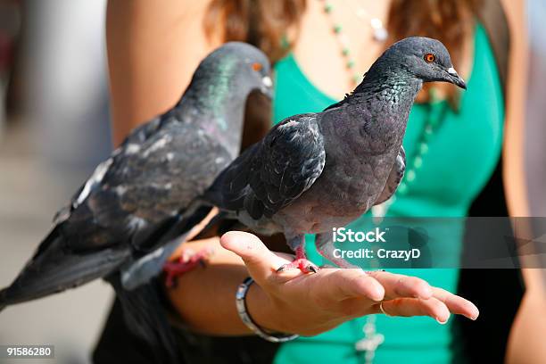 Турист С Pigeons Венеции — стоковые фотографии и другие картинки Венето - Венето, Венеция - Италия, Голубь