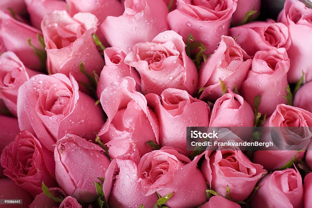 Corte rosas frescas - Royalty-free Amor Foto de stock