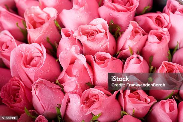 Corte Rosas Frescas - Fotografias de stock e mais imagens de Amor - Amor, Arranjo, Beleza natural