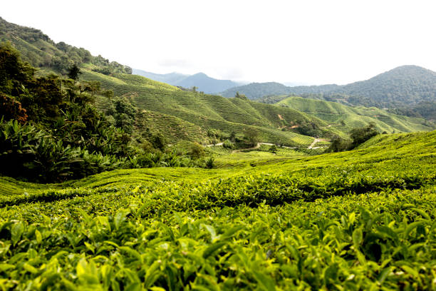 istock Tea plantation in Cameron highlands, Malaysia 915864642