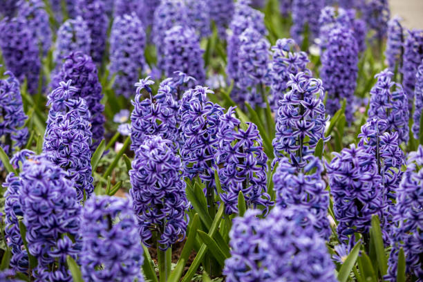 istock blue  hyacinths flowers blooming in a garden 915865282