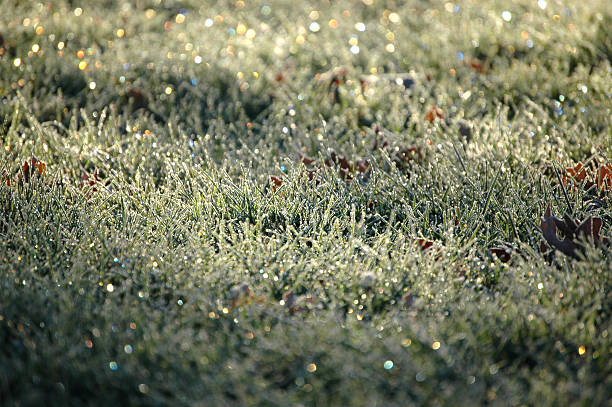 Frosty grass stock photo