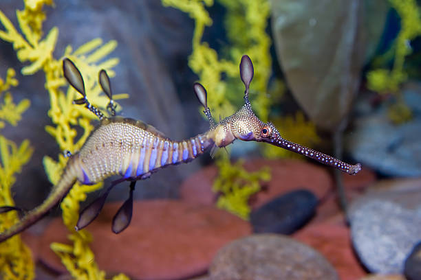 Sea dragon  longsnout seahorse hippocampus reidi stock pictures, royalty-free photos & images